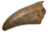 Robust, Fossil Tyrannosaurus (T Rex) Tooth - Wyoming #336020-1